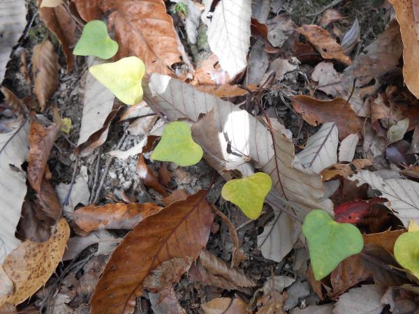 ラブリーな葉っぱ。